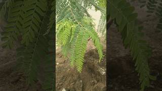 Cassia Javanica grafted tree 👍👍❤️❤️shorts foryou tree grafting cassia [upl. by Stephani]