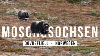 Moschusochsen fotografieren im DOVREFJELL [upl. by Siouxie]