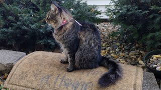 Princess Axumites Throne plantsecuritycats Axumite Landscapingcats [upl. by Tarabar]