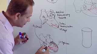 Ventricles and Aorticpulmonary Septum  Embryology [upl. by Lotz]