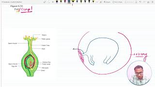 Double fertilization  Sexual reproduction in Flowering plants Class 12 NEET Biology [upl. by Jo-Ann674]