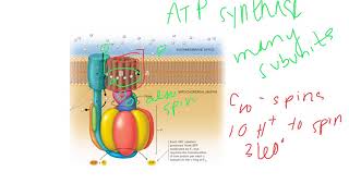 Oxidative Phosphorylation Dr Terrell [upl. by Nereen79]