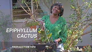 How to Propagate And Repot The Epiphyllum Plant  The Orchid Cactus [upl. by Ogaitnas]