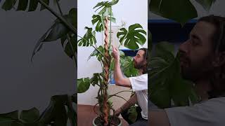 Monsteras have a FRONT and BACK plants monstera plantcare [upl. by Painter]