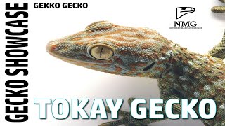 Gecko Showcase Tokay Geckos [upl. by Anihc230]