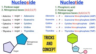 Learn Nucleoside and Nucleotide with one Shortcut  Nucleoside vs Nucleotide [upl. by Gnilsia902]