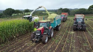 😍Une Jaguar 950 flambant neuve aux ensilages 2024🌽  933 Vs 826 au tas  Eta Boivin😎 [upl. by Dann]