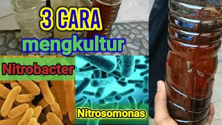 🌱CARA MEMPERBANYAK NITROBACTER🌱 [upl. by Manthei]