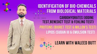 Identification Of Biochemicals From Biological Materials Tests For Carbohydrate Protein and Lipid [upl. by Aniratak]