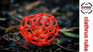 Clathrus ruber  mushroom nature mushroom beautiful [upl. by Lemcke]