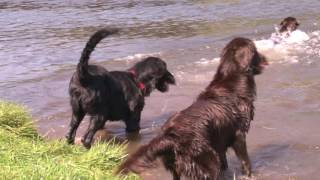 Flatcoated Retrievers [upl. by Nnahoj]