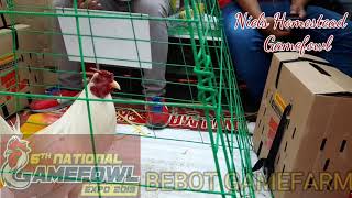 6th National Gamefowl Expo 2019 Bebot Gamefarm amp Ht3 Ironwood Hill Gamefarm [upl. by Atniuqal373]