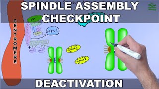 Silencing of Spindle Assembly Checkpoint [upl. by Yvad]