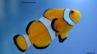 40 Gallon Breeder FOWLR Saltwater Tank with Ocellaris Clownfish [upl. by Fullerton193]