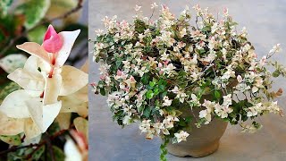 TOP 3 Reasons To Grow GORGEOUS Asiatic Jasmine With All CARE Tips [upl. by Elly352]