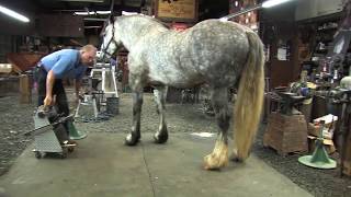 Shoeing a Draft Horse  Tips and Techniques Part 2 Rear Hoof Trimming [upl. by Domela]