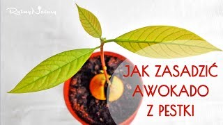 Jak zasadzić awokado z pestki [upl. by Earvin]