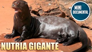 Nutria gigante mini documental [upl. by Chuu]