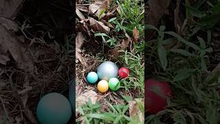 finding some colourful eggs and ornamental fish ornamentalfish fishing eggs fish [upl. by Norvil]