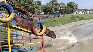 Piglets do Running Jump starting Swimming in a Shanghai Farm [upl. by Asiak114]