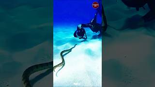 Belchers sea snake  worlds most dangerous snakes shorts PART1 [upl. by Archle428]