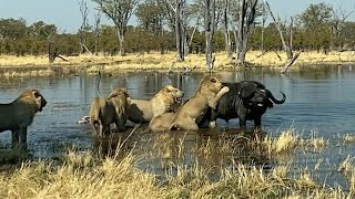 Buffalo Flips Lion on to Horns to Survive Epic Attack [upl. by Suhploda]