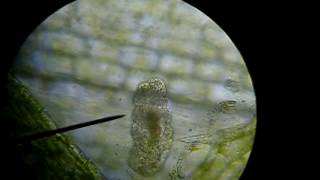 Microorganism on AnacharisElodea leaf viewed through Microscope [upl. by Lytsyrk]