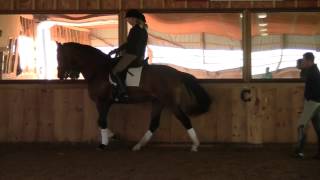 Dressage Training with David Marcus [upl. by Aisital]