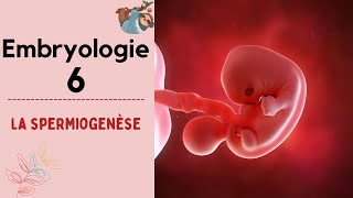 Embryologie  La spermiogenèse   2022  شرح بالدارجة [upl. by Anes89]