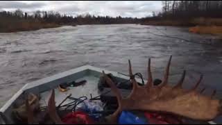 Kwethluk River Alaska bull moose hunt 64” wide spread 300 Weatherby Magnum Vanguard [upl. by Anitsrihc]