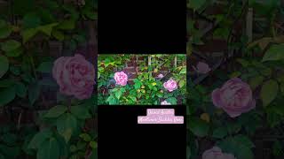 4 Year Update David Austin Mary Delany Climbing Thornless Rose formerly Mortimer Sackler [upl. by Ahsier468]