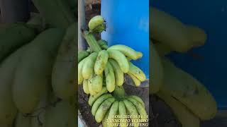 Pisang Gapi Selamat dari Hama Monyet [upl. by Otrepur277]