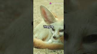 5 Fascinating Facts About Fennec Foxes [upl. by Lou]