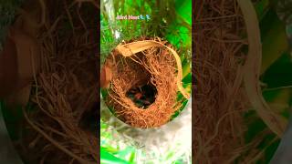 Cute Little Birds Nest in our Farm 🐦🥰❤️birdsnest birdslover farm nest nature viralshortsyt [upl. by Cal]