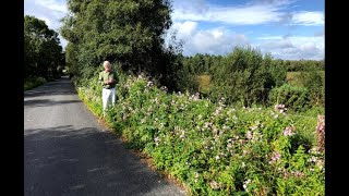 Soapwort with John Feehan in September Wildflowers of Offaly series [upl. by Desdamonna52]