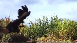 buzzard hunting for grouse [upl. by Idleman]