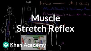 Muscle stretch reflex  Organ Systems  MCAT  Khan Academy [upl. by Herald913]