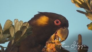 Yellow Tailed Black Cockatoo Calyptorhynchus funereus Male HD Video clip 2 2 [upl. by Josselyn426]