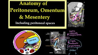 Anatomy of PeritoneumOmentum and Mesentery Including peritoneal spaces l radiology [upl. by Mulac]