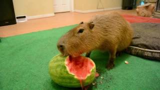 Capybara eating half a watermelon Full Video [upl. by Ayikat210]