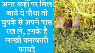 Amarbel Dodder Seed health benefits अमरबेल के ये है गजब फायदे [upl. by Ja]