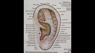 EAR ACUPUNCTURE  AURICULOTHERAPY 11 Points of Antihelix Crus amp Back of Ear [upl. by Dnomsed]