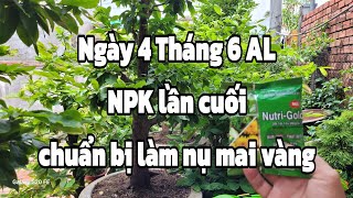 Bón phân cho mai vàng tháng 6 âm lịch [upl. by Eyram311]