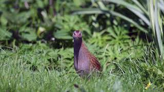 Corncrake May 18 [upl. by Idonah]