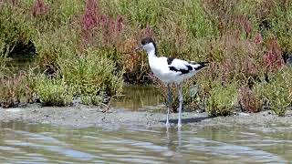 Avocette élégante [upl. by Elenahc650]