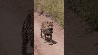 Leopard Carries Newborn Cub [upl. by O'Kelly30]