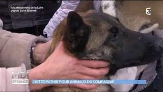 Ostéopathie pour animaux de compagnie [upl. by Cullen]