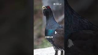 El AVE más DIFICIL DE VER de EUROPA🦃⚫🔴 Urogallo aves animales naturaleza gallos mexico peru [upl. by Yrffoeg]