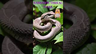 BARBADOS THREAD SNAKE FUN FACTanimals shorts fun FACT [upl. by Annailuj]