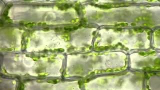 Cyclosis of chloroplasts in Elodea canadensis [upl. by Berke]